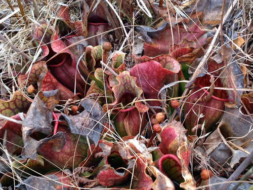 13. Sarracenia purpurea at the Joseph Pines Preserve