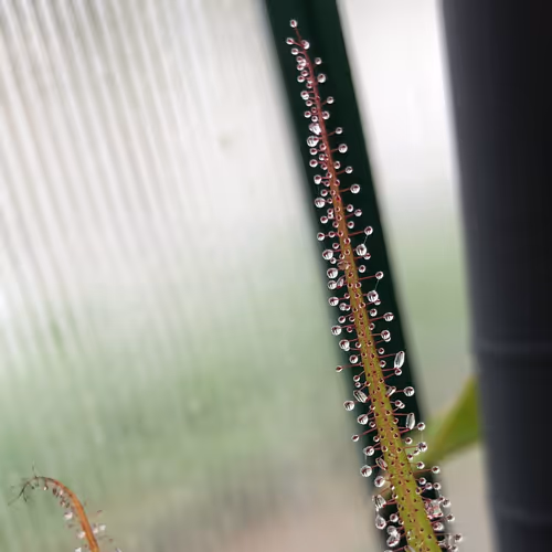 14 Drosera regia