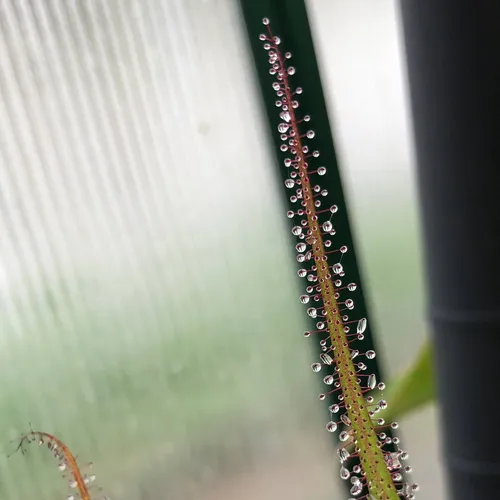 14 Drosera regia