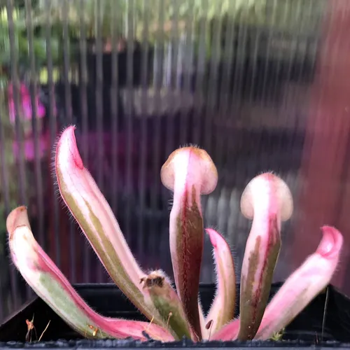 14 Heliamphora ’flamingo’ AW