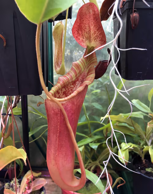 07. The reverse of the previous hybrid, this is Nepenthes lowii x veitchii, grown by David Durie