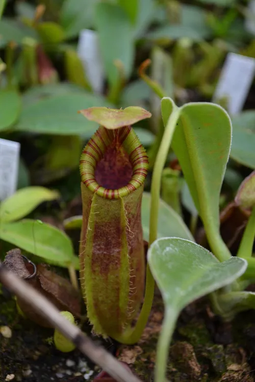 14. A nice colourful peristome on this young plant - I didn't manage to get a shot of the label.