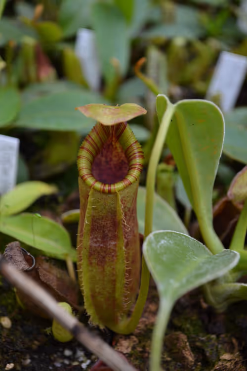 14. A nice colourful peristome on this young plant - I didn't manage to get a shot of the label