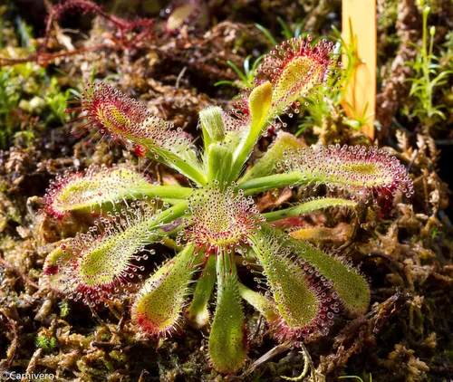 14. Drosera glabripes hybrid.