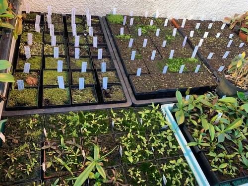 14. Exciting crosses on the benches including N. robcantleyi x hamata, N. lowii x veitchii Candy, N. veitchii x trusmadiensis, and several others