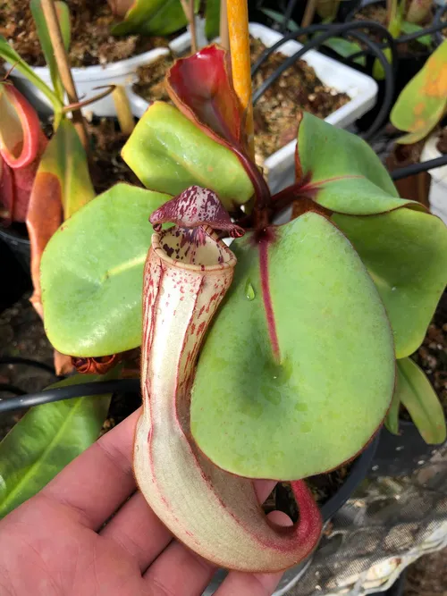 14. Nepenthes clipeata