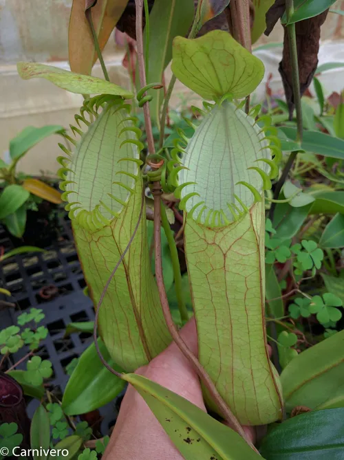 14. Nepenthes hamata (Lumut), upper pitchers