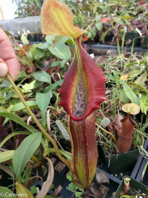 14. Nepenthes singalana, variegated form.