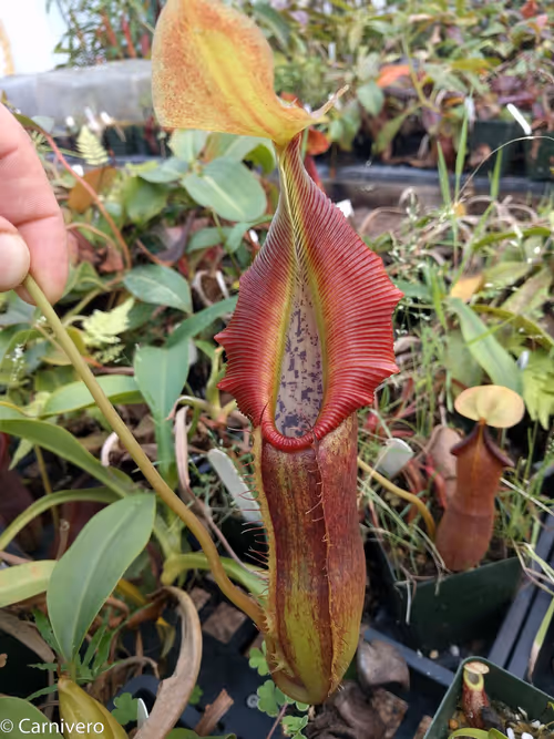14. Nepenthes singalana, variegated form