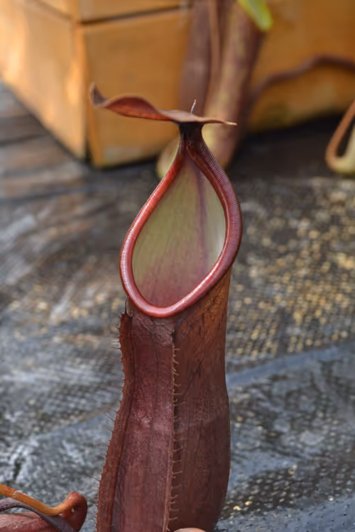 14. Nepenthes thai
