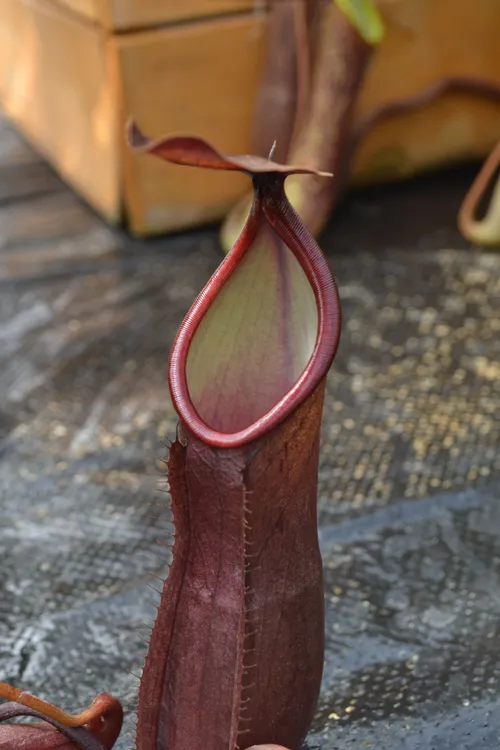 14. Nepenthes thai