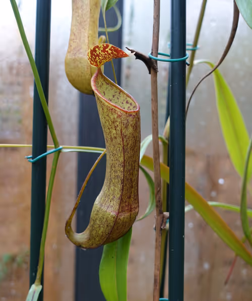 14. Nepenthes tobaica, female