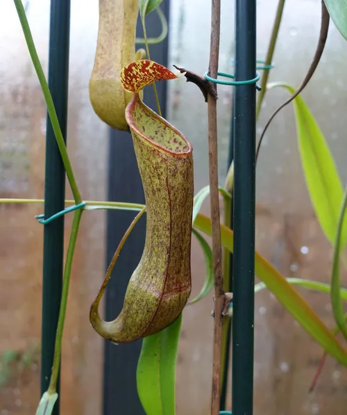 14. Nepenthes tobaica, female