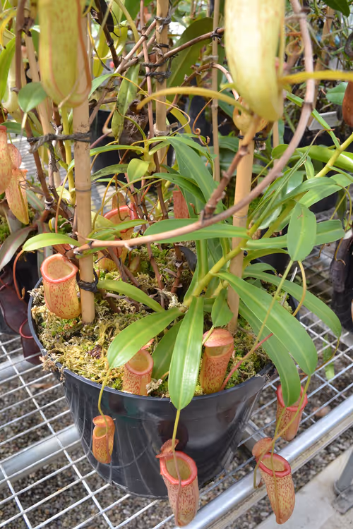 14. Nepenthes ventricosa x inermis was a prolific producer of pitchers, as you can see from this bushy plant