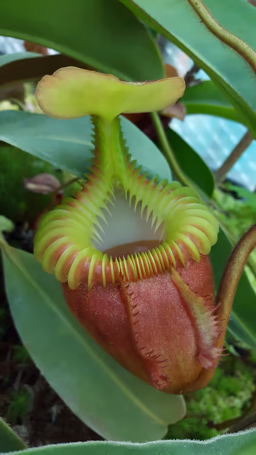 14. Nepenthes villosa