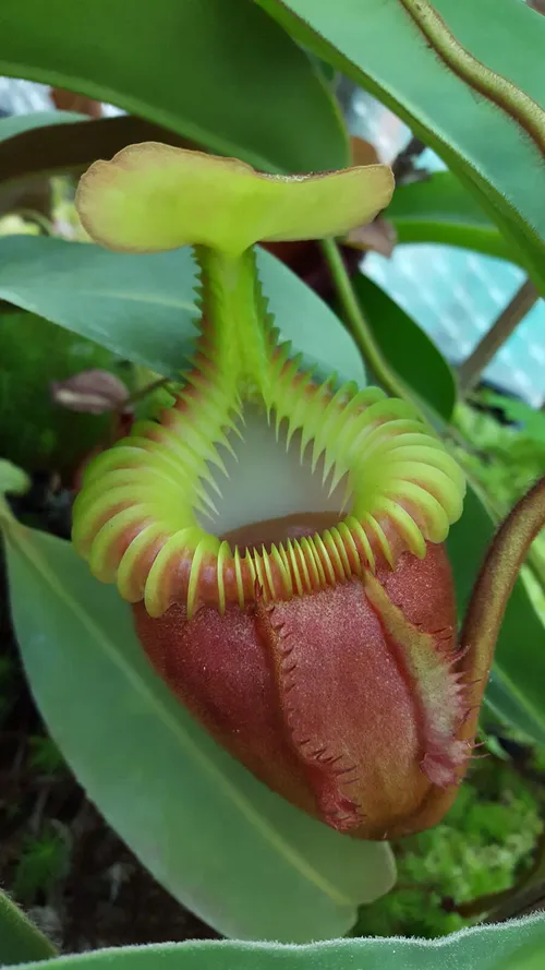 14. Nepenthes villosa