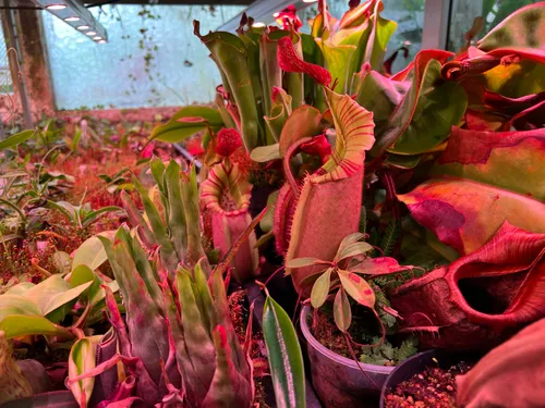 14. Not so squat but fantastic body colouration