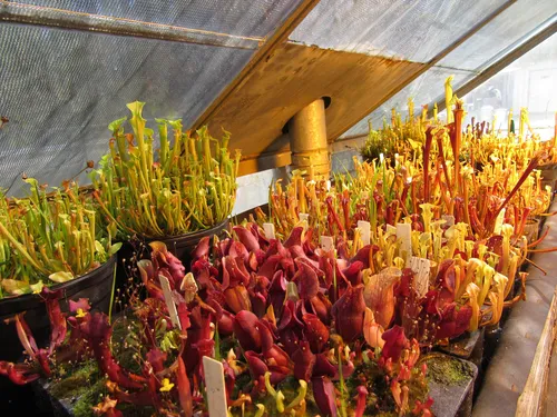 14. Sarracenia seedlings in the greenhouse