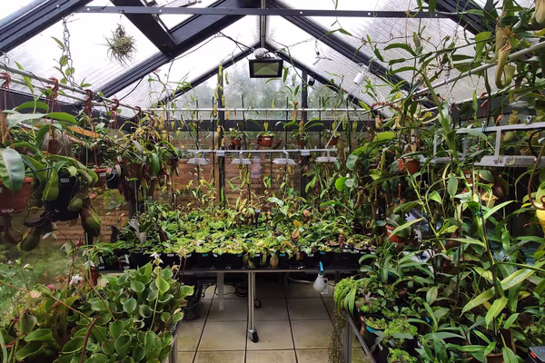 Greenhouse Q&A with grower Joachim Danz