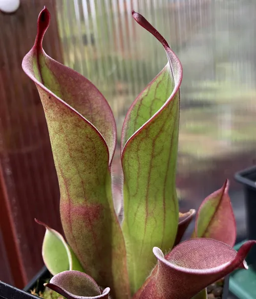 15 Heliamphora ’spiderweb’