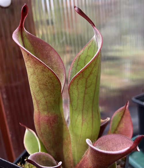 15 Heliamphora ’spiderweb’