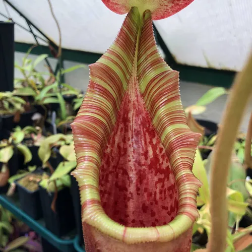 08. Nepenthes lowii x veitchii, grown by David Durie.