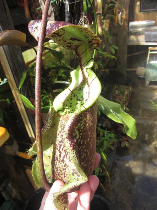 15. A giant Nepenthes rafflesiana pitcher