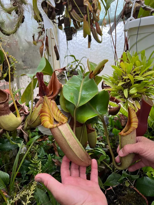 15. A more elongated N. veitchii