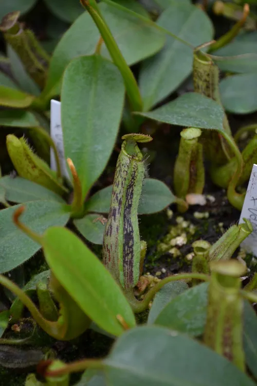 15. A new hybrid, Nepenthes platychila x vogelii - distinctive vogelii traits even at this small size.