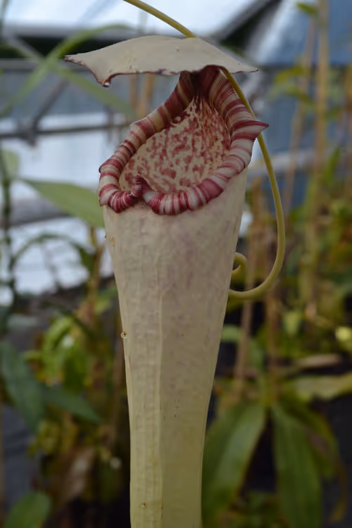 15. An upper pitcher on a different form of Nepenthes boschiana