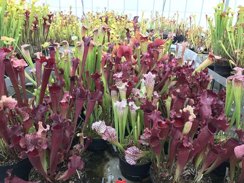 15. Dozens of Sarracenia hybrids.