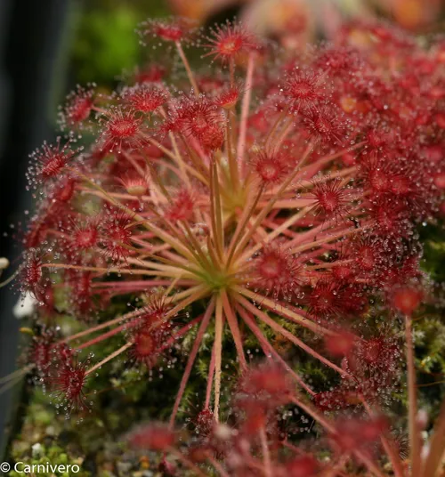 15. Drosera paradoxa.