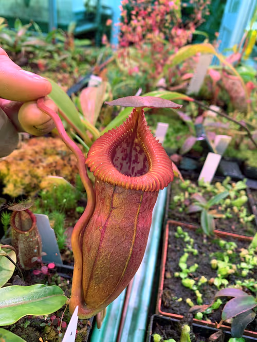 15. I think this was N. edwardsiana x tenuis. Cool plant
