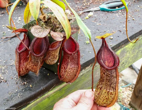 15. Nepenthes burkei x hamata (BE 3594).