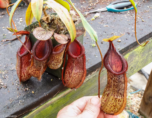 15. Nepenthes burkei x hamata (BE 3594)
