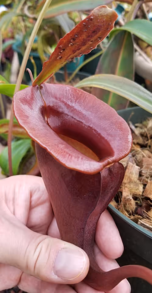 15. Nepenthes jacquelineae