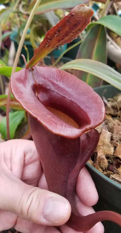 15. Nepenthes jacquelineae