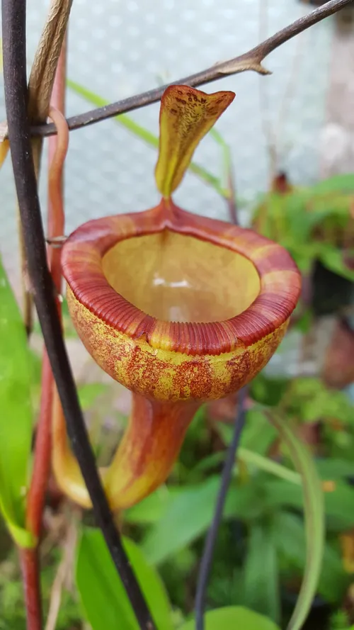 15. Nepenthes jamban