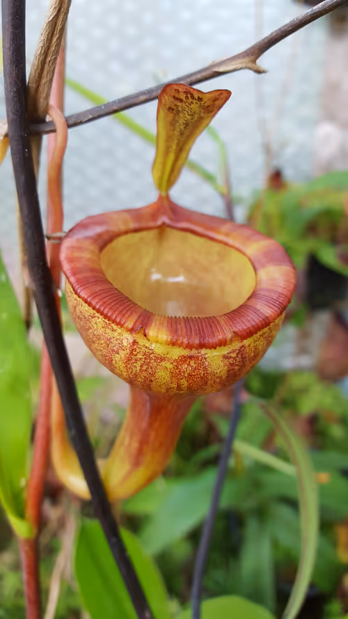15. Nepenthes jamban