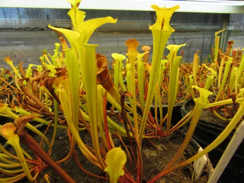 15. Sarracenia flava seedlings