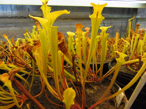 15. Sarracenia flava seedlings