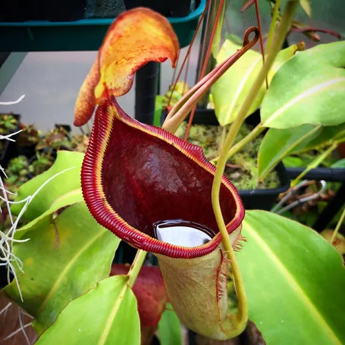 16 Nepenthes lowii x campanulata