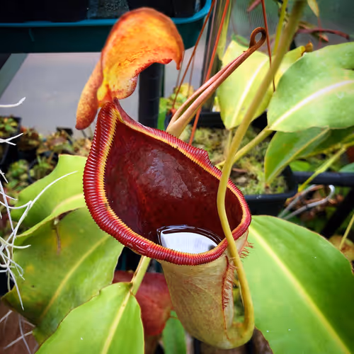 16 Nepenthes lowii x campanulata