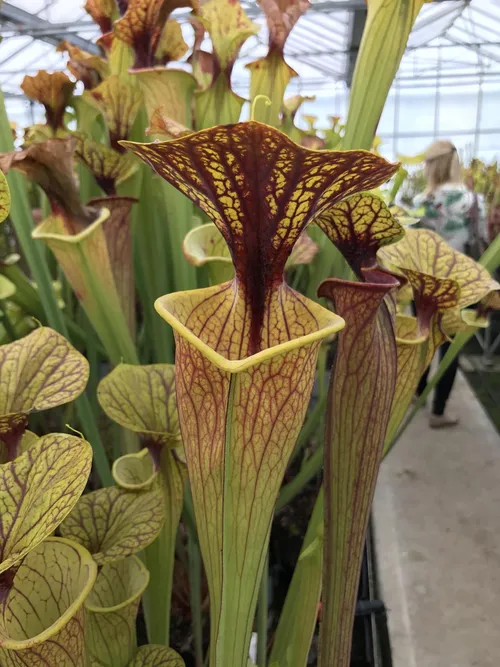 16. A form of Sarracenia flava var ornata with a heavily veined lid
