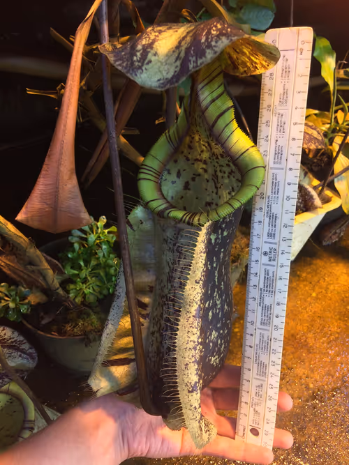 16. Another giant Nepenthes rafflesiana pitcher