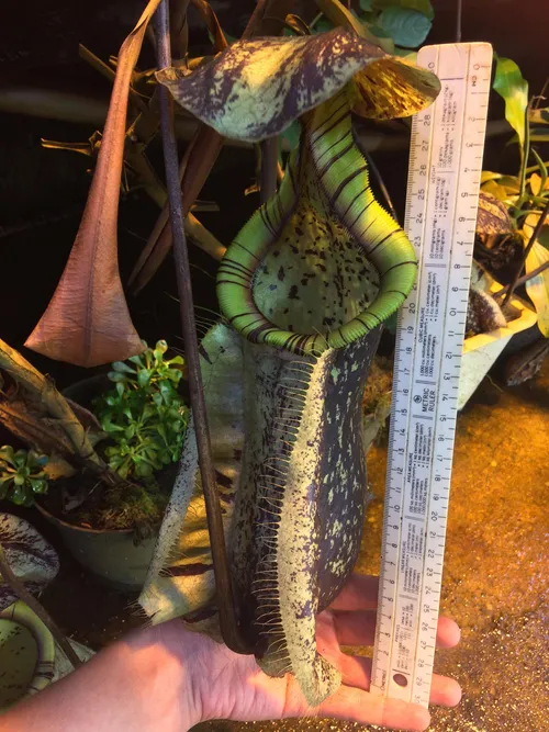 16. Another giant Nepenthes rafflesiana pitcher