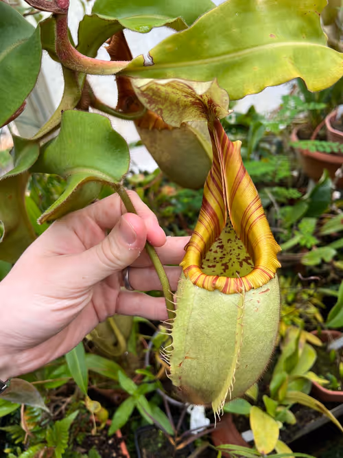 16. I believe this one was N. veitchii "Bareo" x "Yamada"