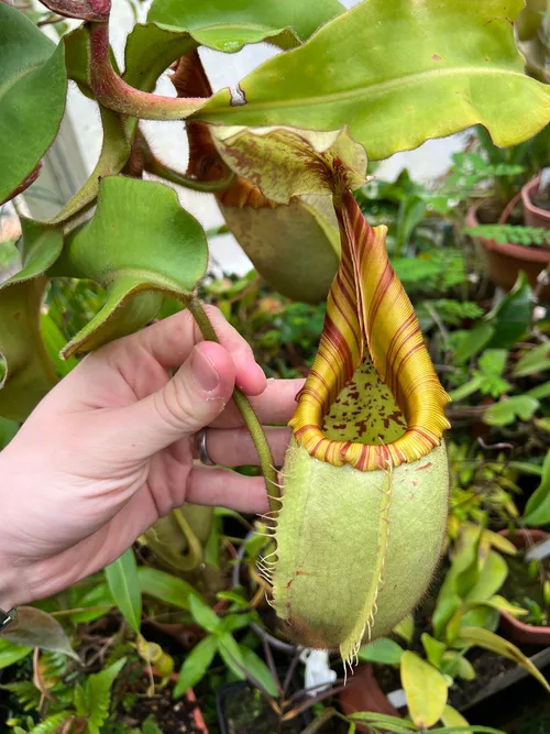 16. I believe this one was N. veitchii "Bareo" x "Yamada"