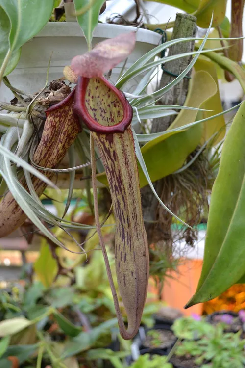 16. I believe this was Nepenthes boschiana.