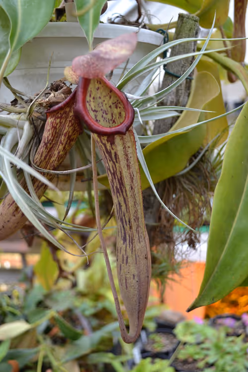 16. I believe this was Nepenthes boschiana